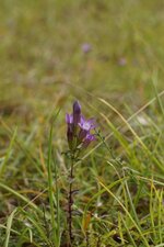 Gentianelle d