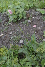 Bistorte (Polygonum)