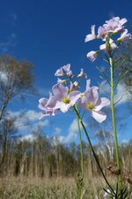 Cardamine des prés - Cardamina pratensis