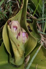 Eclosion d