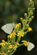 Pieridae