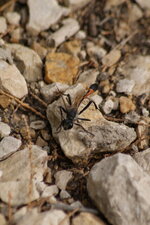 Chilosphex argyrius