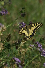 Le machaon