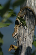 Lézard