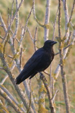 Corneille noire