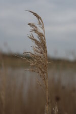 Phragmite