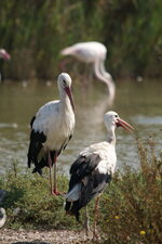 Cigogne blanche