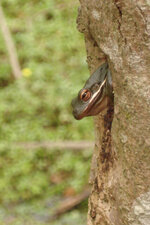 Grenouille