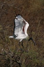 Ibis sacré