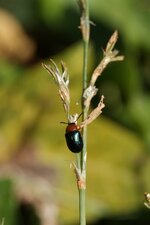 Gastrophysa polygoni