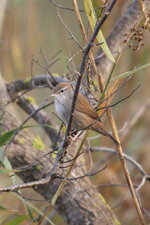 Bouscarle de Cetti