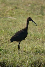 Ibis falscinelle