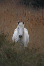 Le camargue - Equus caballus
