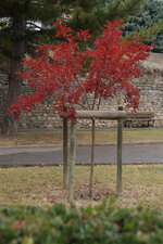 Lagerstroemia