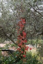 Vigne-vierge et olivier