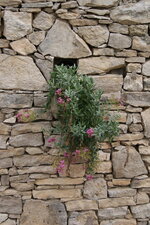 Valériane