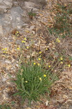 Roquette jaune