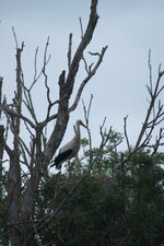 Cigogne