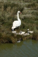 Cygnes tuberculés
