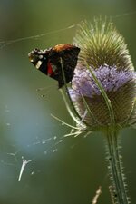 Le paon du jour