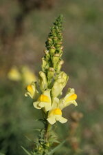 Fleur de linaire commune