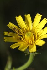 Bain de pollen
