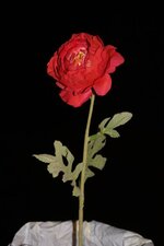 Papaver petrolensis