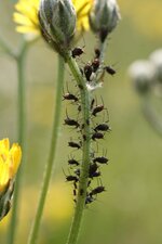 Invasion de pucerons
