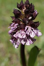 Orchis pourpre