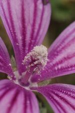 Mauve des bois