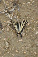 Papillon flambé