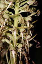 Orchis bouc