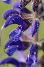 Sauge nemorosa