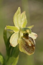 Ophrys verdissant