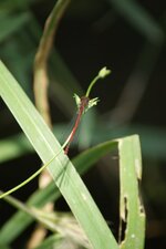Agrion sanglant