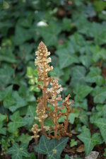 Orobanche sp.