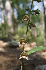 Epipactis helleborine