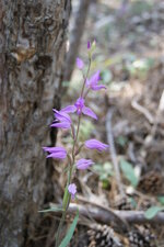 Céphalanthère rouge