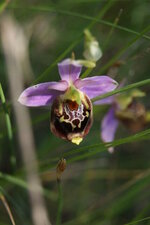Ophrys frelon
