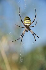 Argiope fasciée