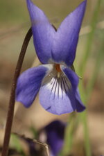 Violette odorante