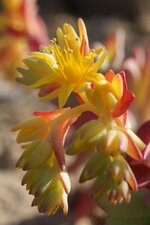 Sedum palmeri