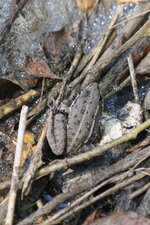 Petite grenouille