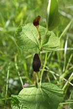 Aristolochia rotunda