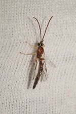 Tromatobia ovivora - sous réserve
