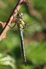 Brachytron pratense - mâle