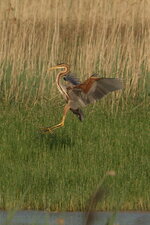 Héron pourpré - Ardea purpurea