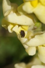 Petite cétoine sur une fleur de muflier