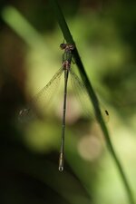 Leste vert