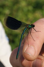 Calopteryx splendens